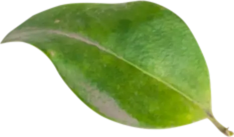alt="Light green leaf floating in tropical air near La Fortuna"